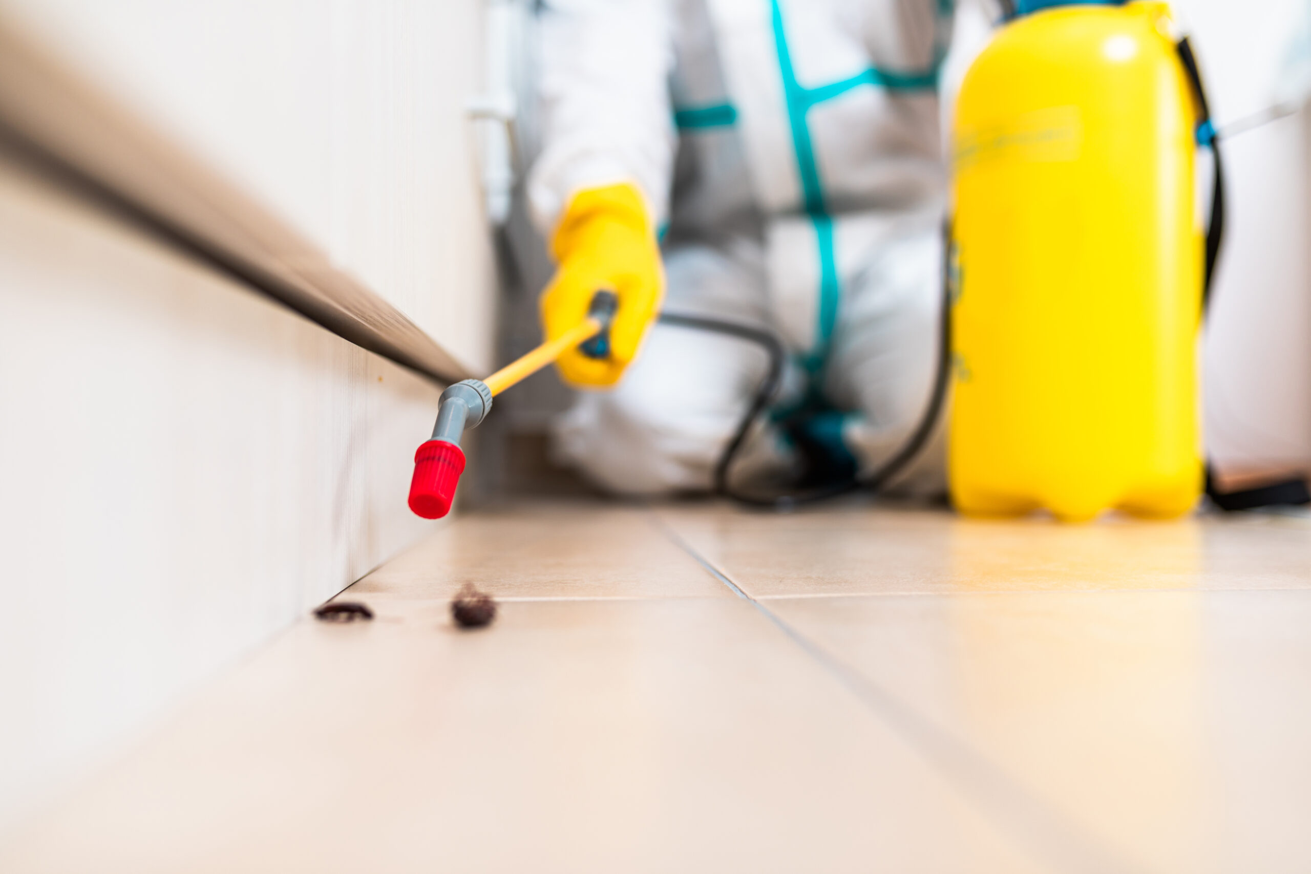 Hialeah Pest Removal